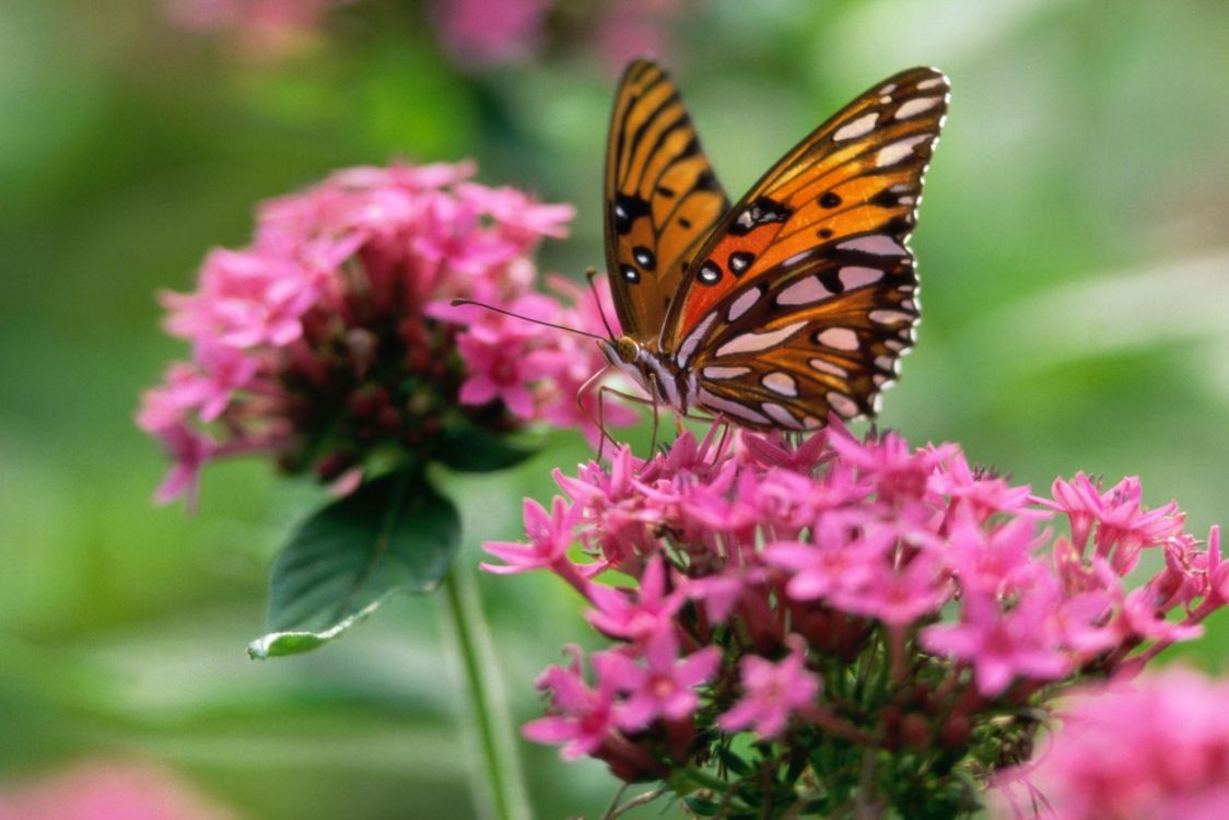 Обои бабочка, насекомое, мотыльки и бабочки, бабочкамонарх, цветок в разрешении 1999x1333