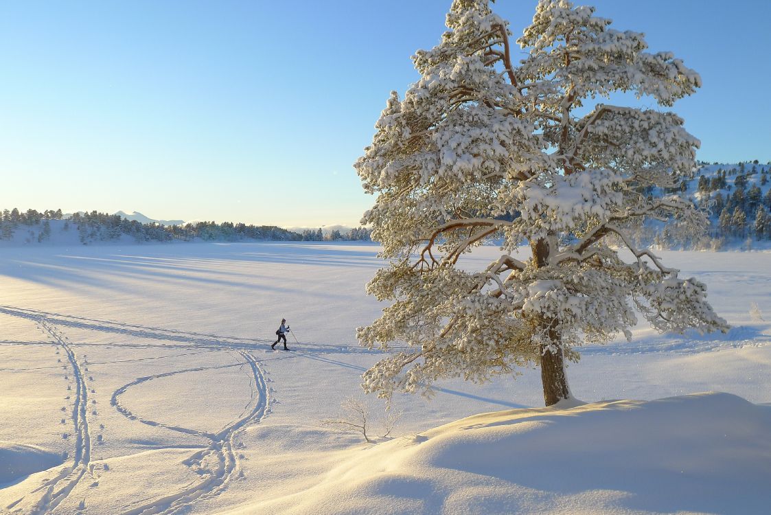Обои зима, снег, дерево, замораживание, мороз в разрешении 3776x2520