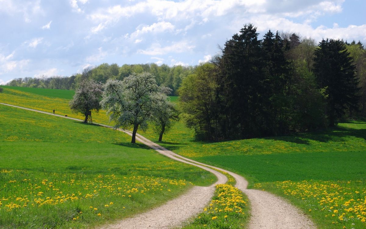 Обои природа, дерево, дорога, луг, растительность в разрешении 2560x1600