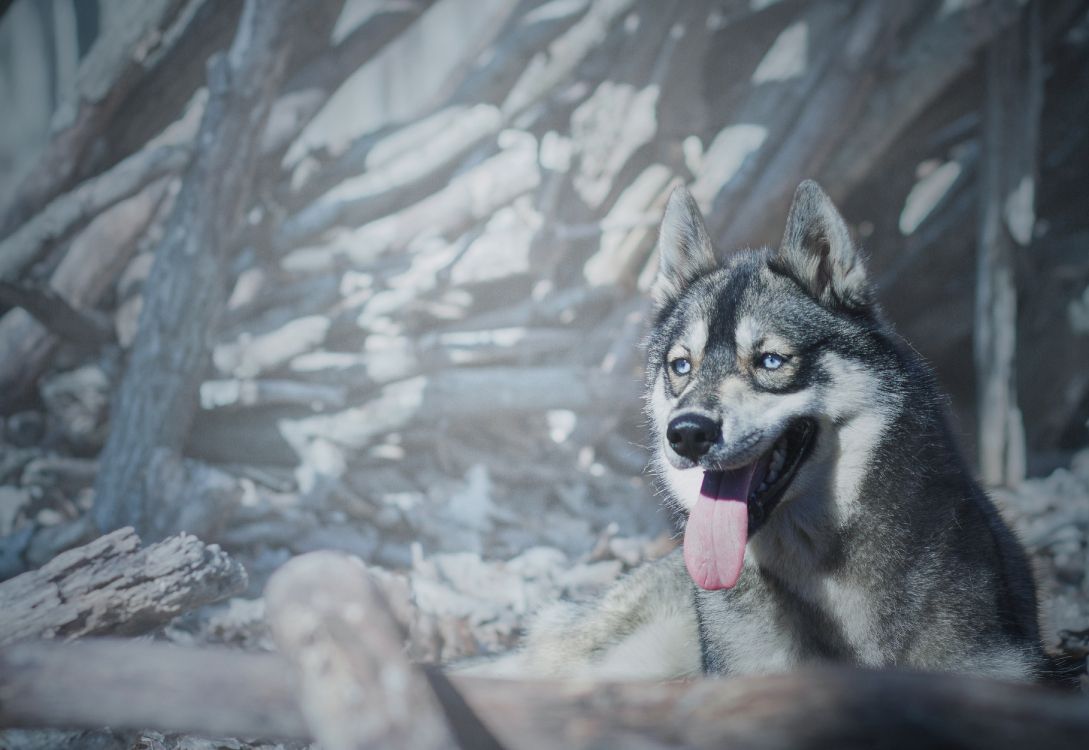 Обои пес, Себирская Хаски, собака породы, зима, собака в разрешении 3998x2753