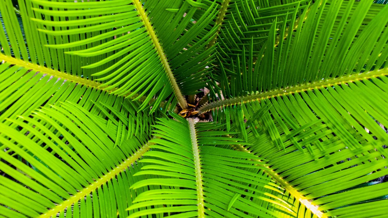 Обои лист, растительность, растение, дерево, сосудистые растения в разрешении 2560x1440