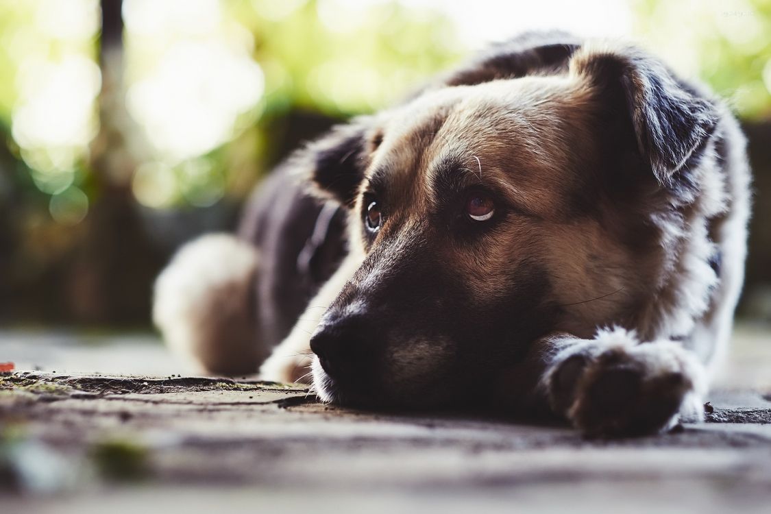 Обои морда, собака породы, щенок, уличные собаки, пес в разрешении 2048x1365