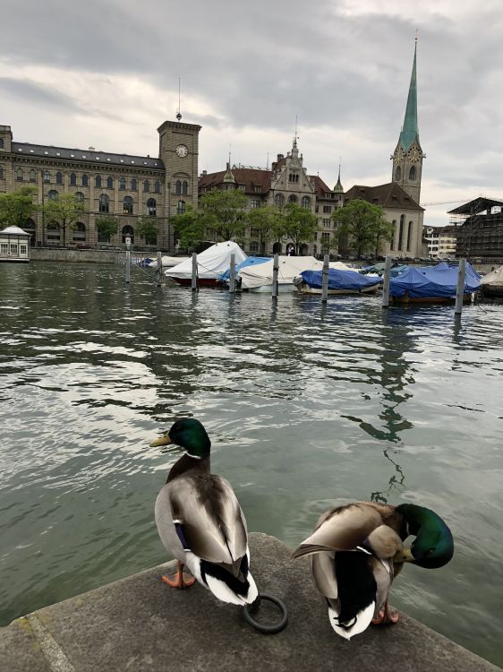 Обои мошенник, Дикая утка, Гусь, туризм, водоем в разрешении 1536x2048