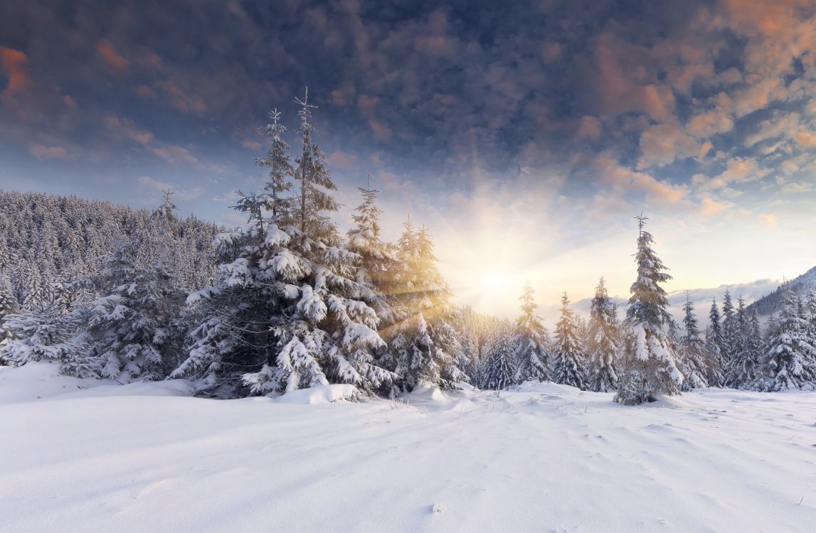 Обои снег, зима, дерево, замораживание, мороз в разрешении 6000x3921