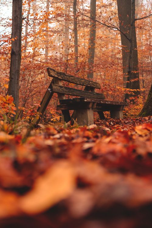 Обои окружающая среда, природный ландшафт, древесина, лесистая местность, дерево в разрешении 4160x6240