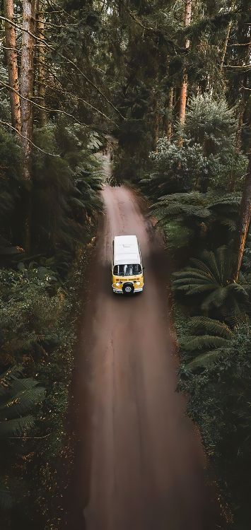 Обои старинный автомобиль, сплочение, легковые автомобили, шина, растение в разрешении 1421x3000