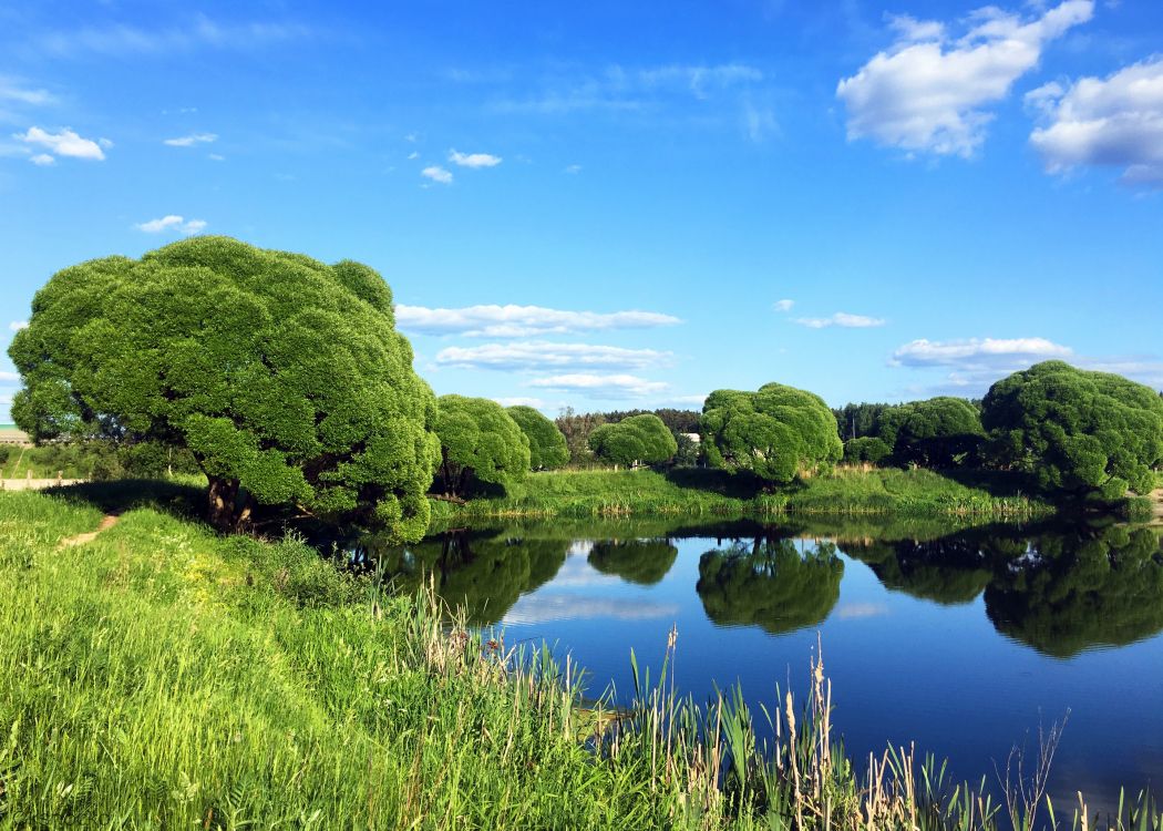 Обои природа, лето, отражение, вода, растительность в разрешении 2880x2057