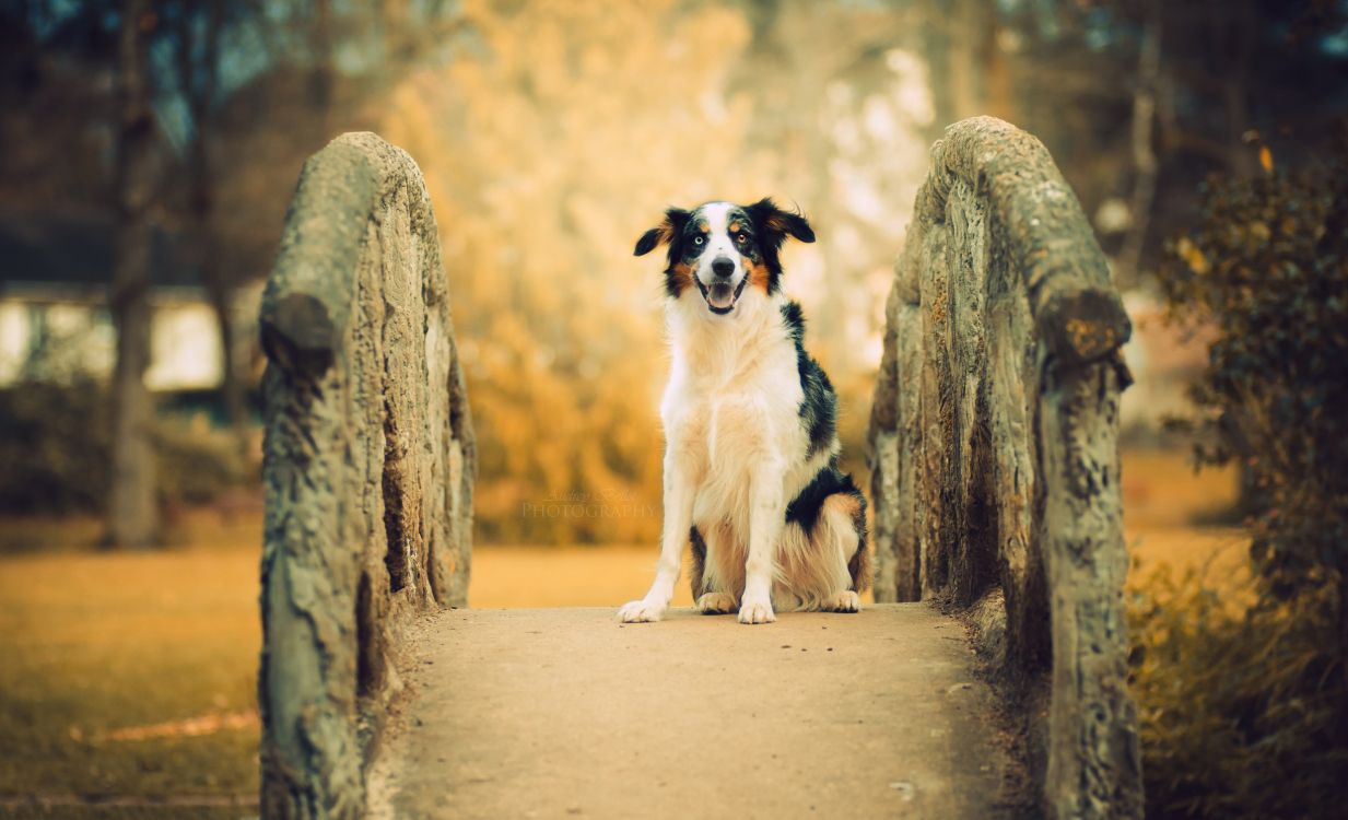 Обои собака породы, Австралийская овчарка, щенок, Себирская Хаски, пес в разрешении 2560x1556