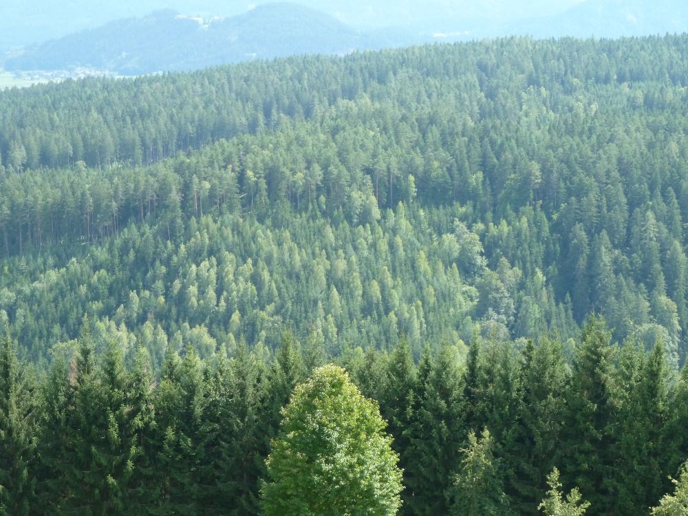 Обои лес, дерево, растительность, окружающая среда, ель в разрешении 4000x3000