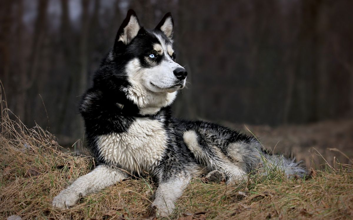 Обои щенок, аляскинский маламут, собака породы, Сахалинская хаски, tamaskan собака в разрешении 2560x1600