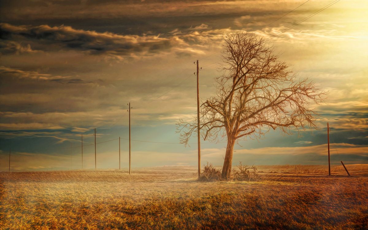 Обои дерево, утро, равнина, атмосфера, сенокосное угодье в разрешении 2880x1800