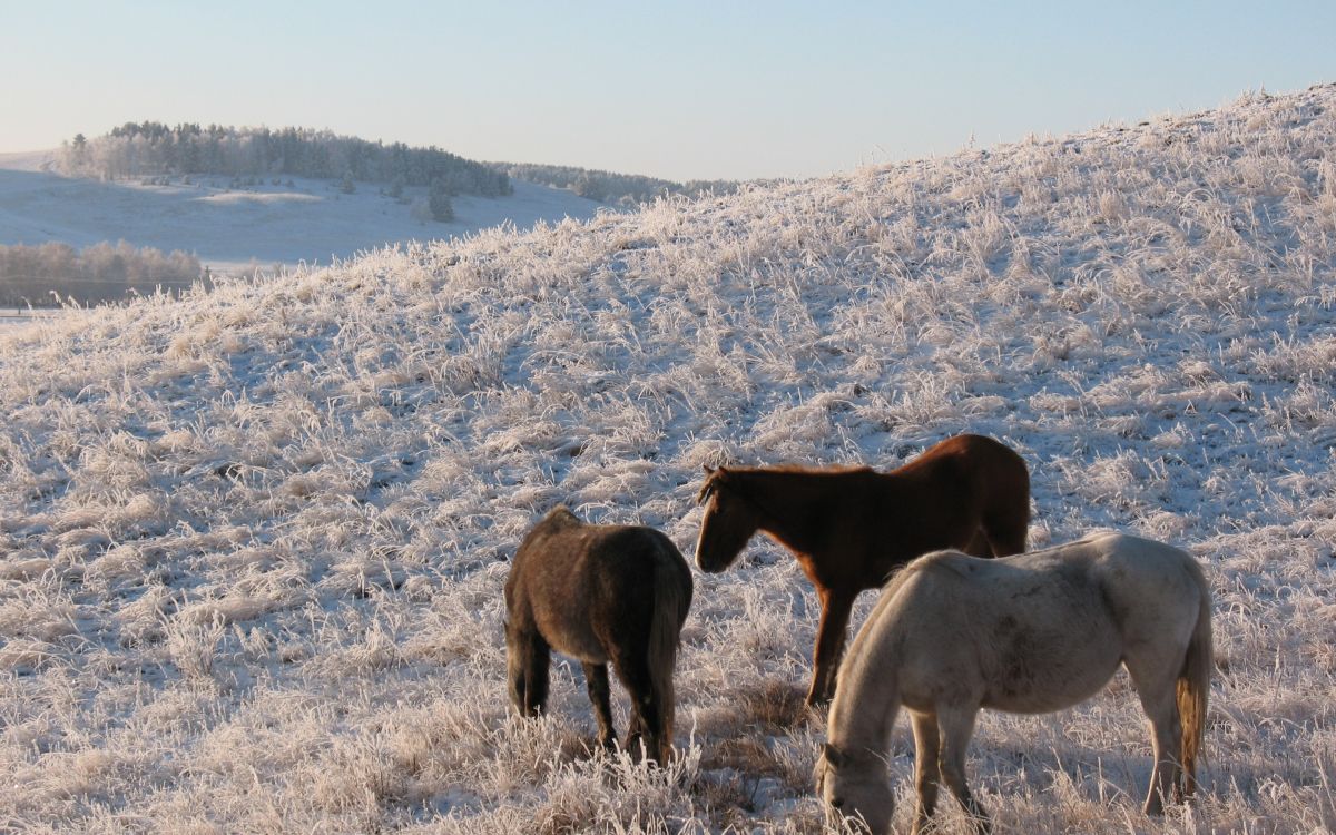 Обои пастбище, живая природа, Мустанг лошадь, пастбища, Казахстан в разрешении 2880x1800