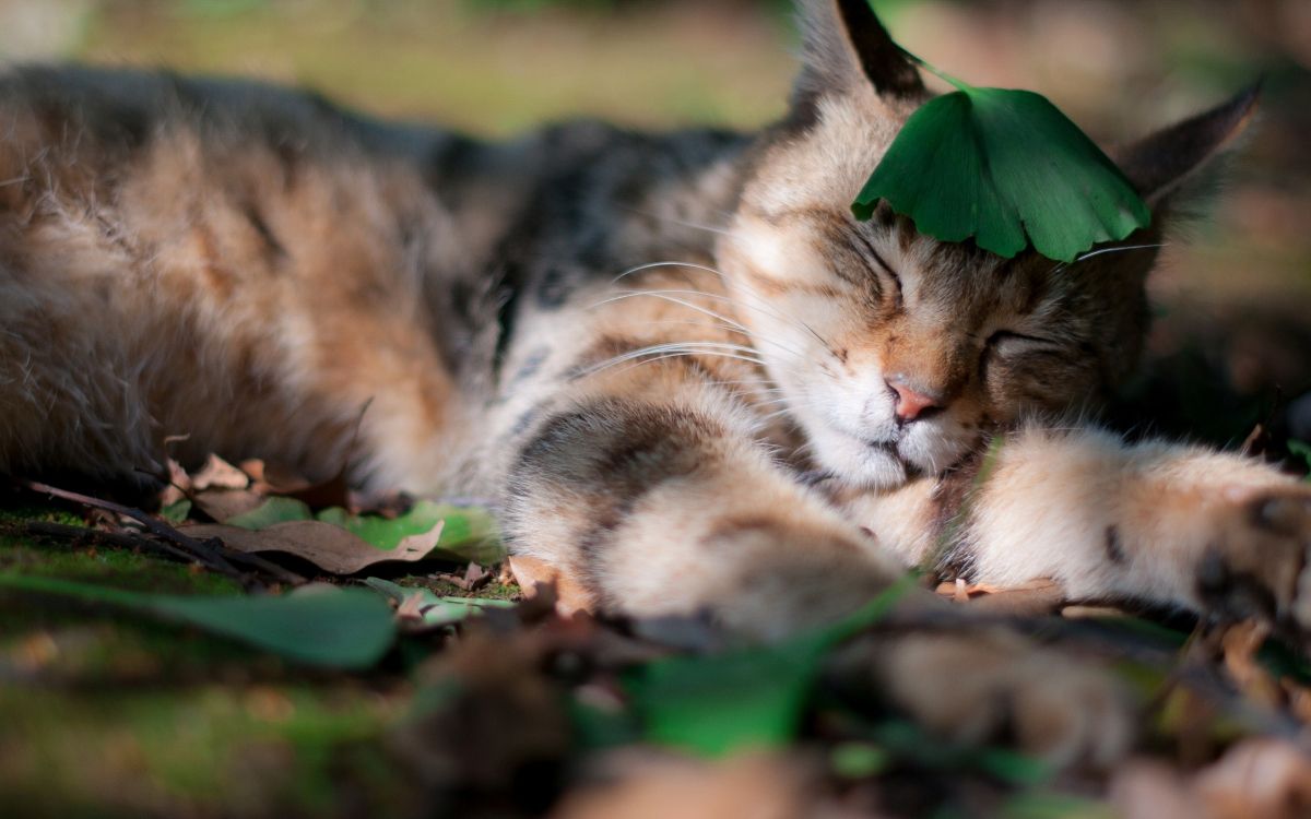 Обои полосатый кот, котенок, кошачьих, живая природа, фауна в разрешении 2560x1600