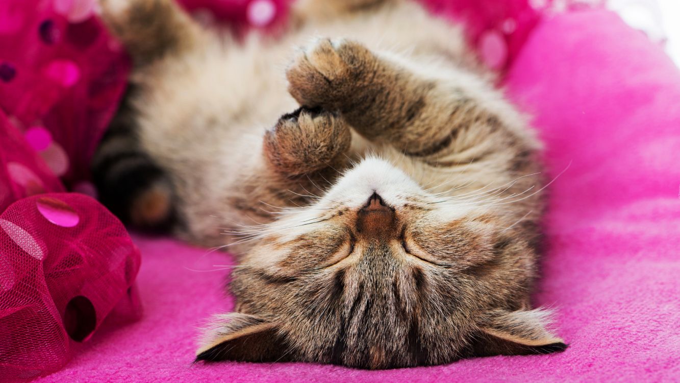 Обои кот, котенок, британская короткошерстная, АКВАЗОВЕТЦЕНТР, кровать для кошек в разрешении 5120x2880