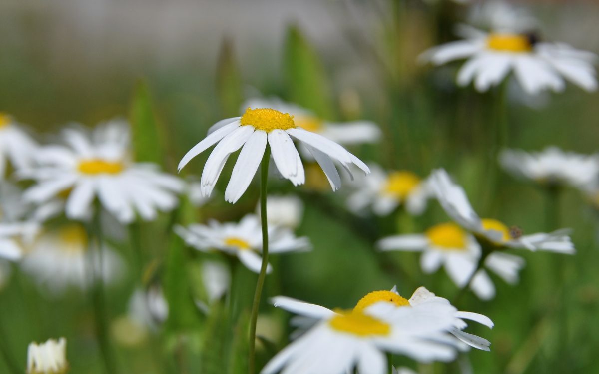 Обои oxeye Дейзи, Маргаритка, chamaemelum нобиле, Ромашка, весна в разрешении 2560x1600