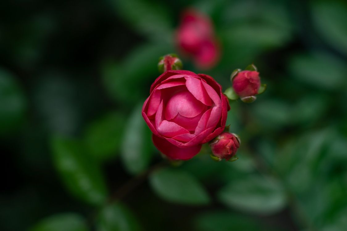 Обои цветок, цветковое растение, лепесток, розовый, красный цвет в разрешении 5700x3800