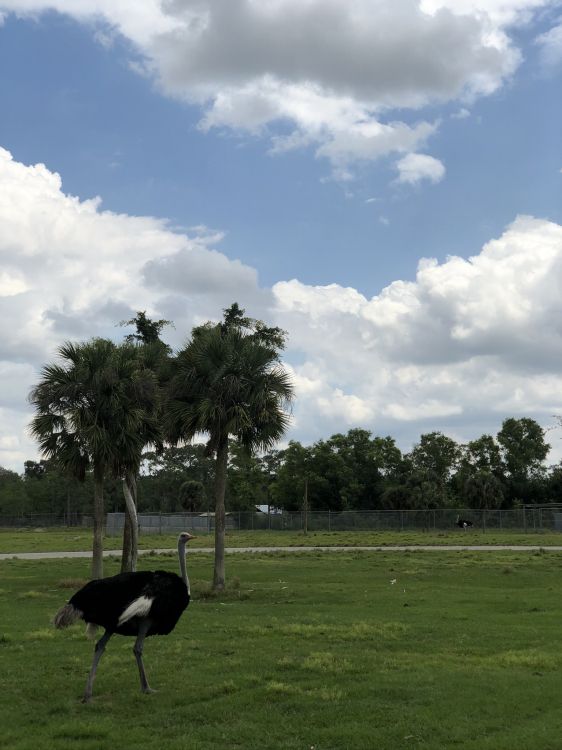 Обои общие страуса, облако, птица, равнина, природный ландшафт в разрешении 1536x2048