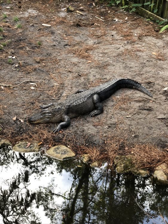 Обои американский Аллигатор, крокодилы, пресмыкающееся, масштабных рептилий, наземные животные в разрешении 1536x2048