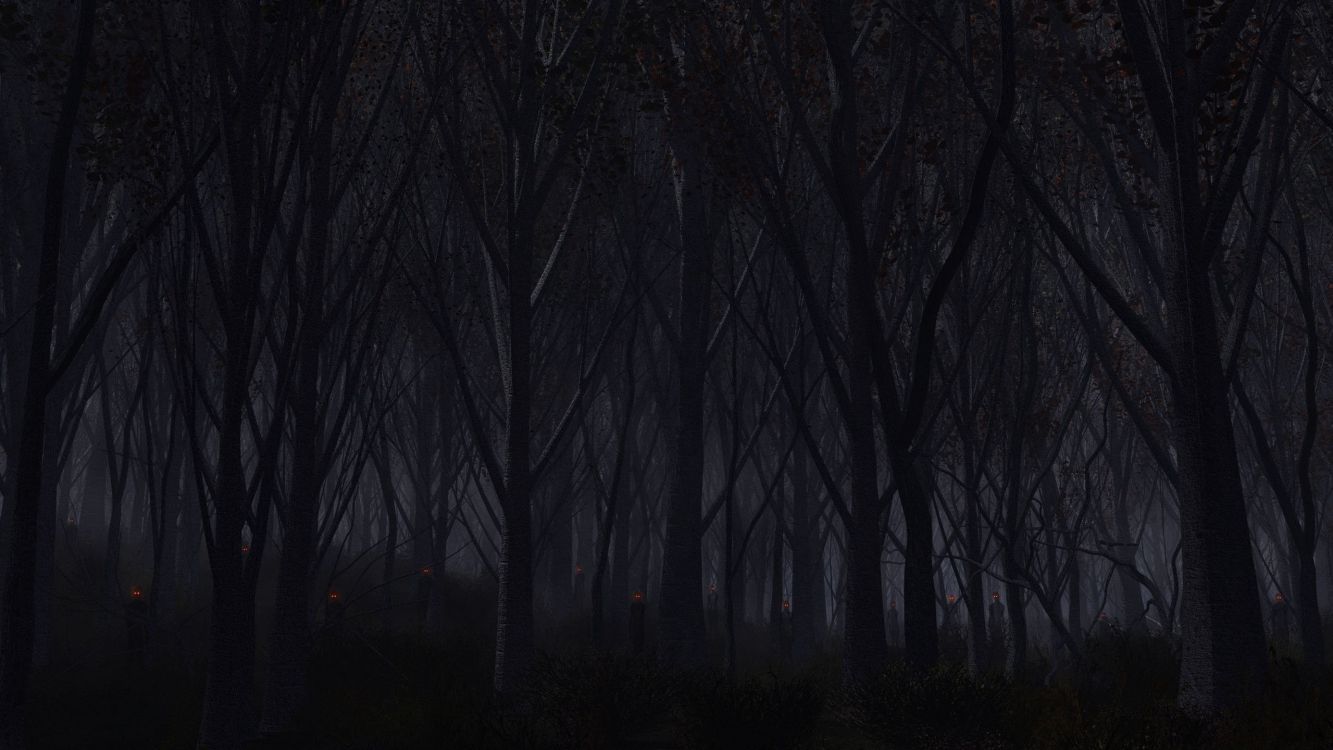 Обои лес, черный, темнота, дерево, атмосфера в разрешении 2560x1440