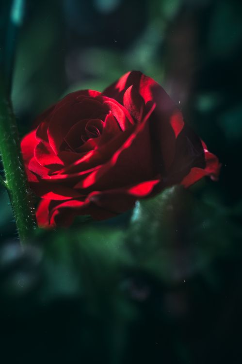 Обои цветок, Роза, сад роз, красный цвет, зеленый в разрешении 3315x4973
