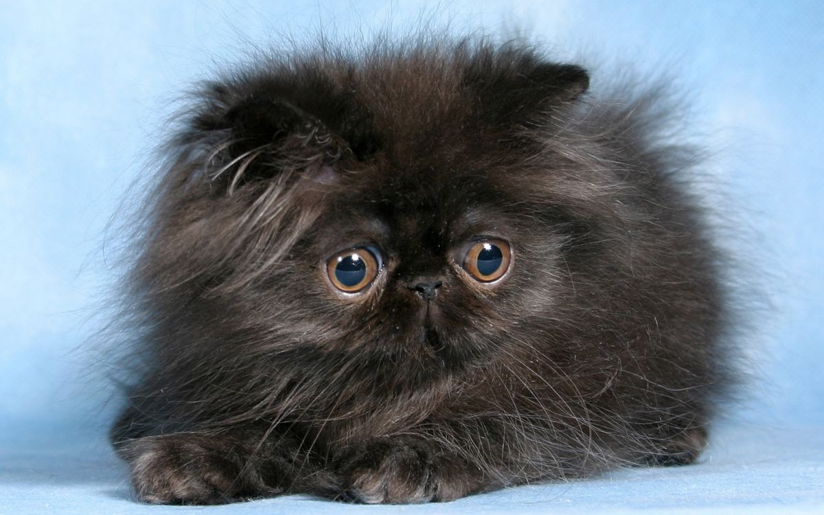 Обои персидская кошка, котенок, гималайская кошка, черная кошка, привлекательность в разрешении 2560x1600