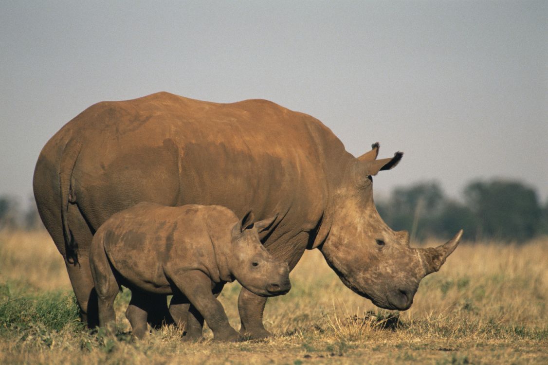 Обои носорог, исчезающий вид, живая природа, наземные животные, рог в разрешении 2717x1809