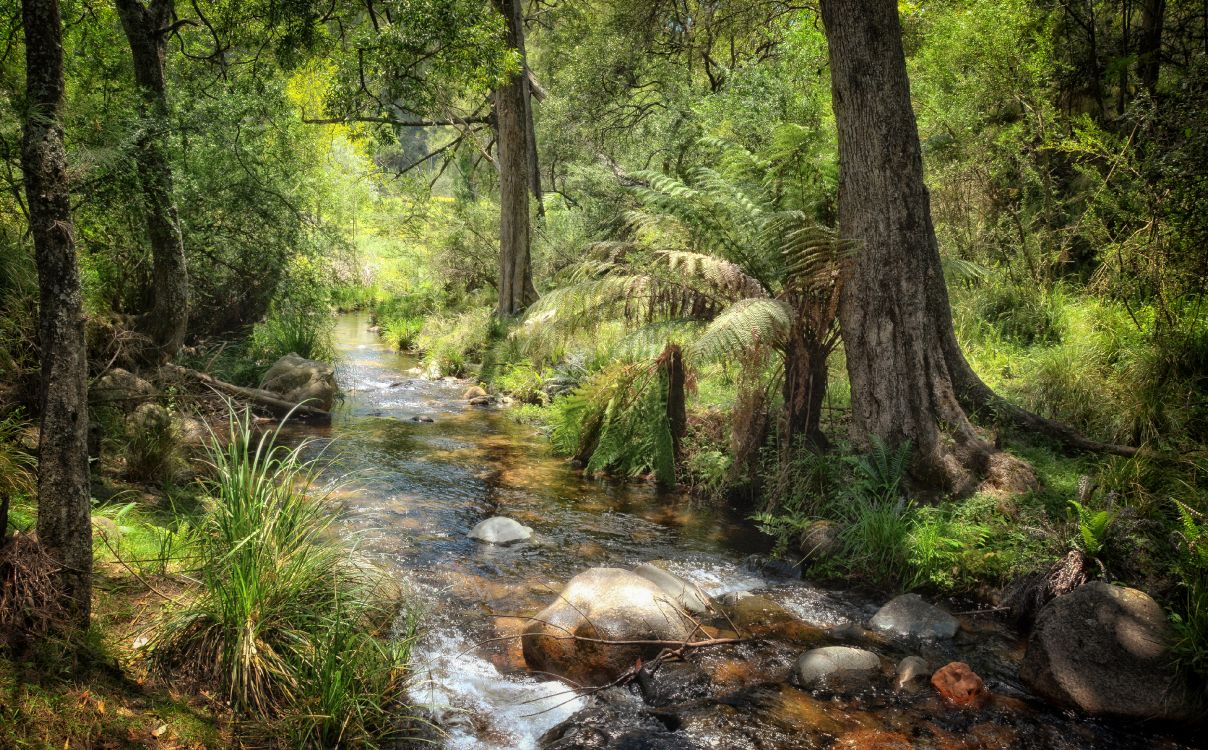 Обои природа, австралия, лес, вода, прибрежные зоны в разрешении 4000x2482