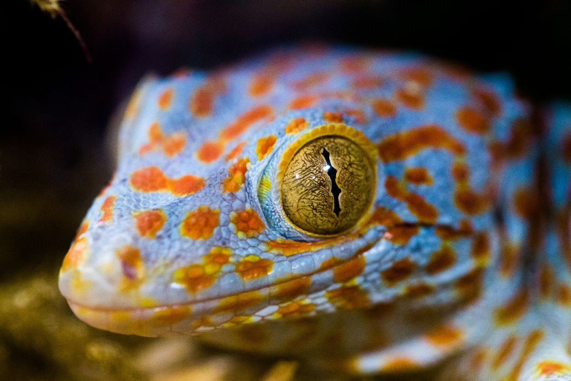 Обои пресмыкающееся, ящерица, глаз, масштабных рептилий, Хамелеон в разрешении 5760x3840