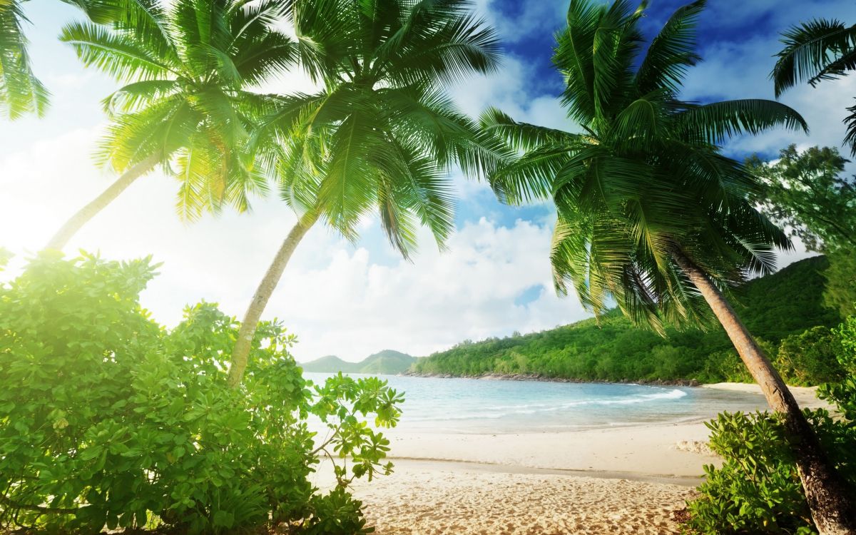 Обои тропическая зона, дерево, растительность, Пальма, Карибский бассейн в разрешении 2560x1600