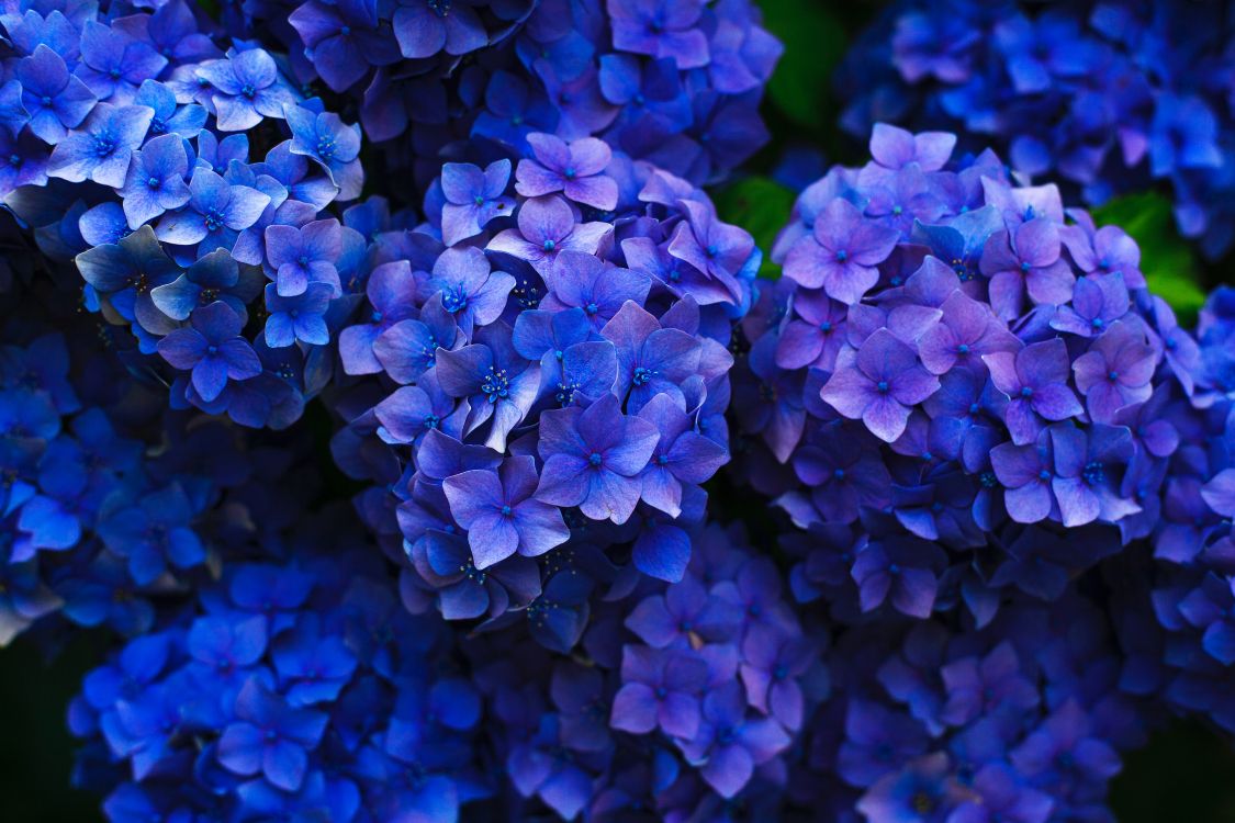 Обои французская Гортензия, цветок, рассада, синий, синий кобальт в разрешении 5616x3744