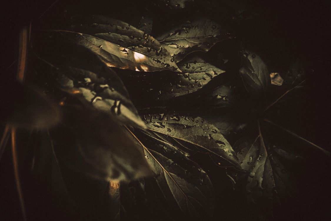 Обои роса, черный, темнота, вода, ночь в разрешении 4608x3072