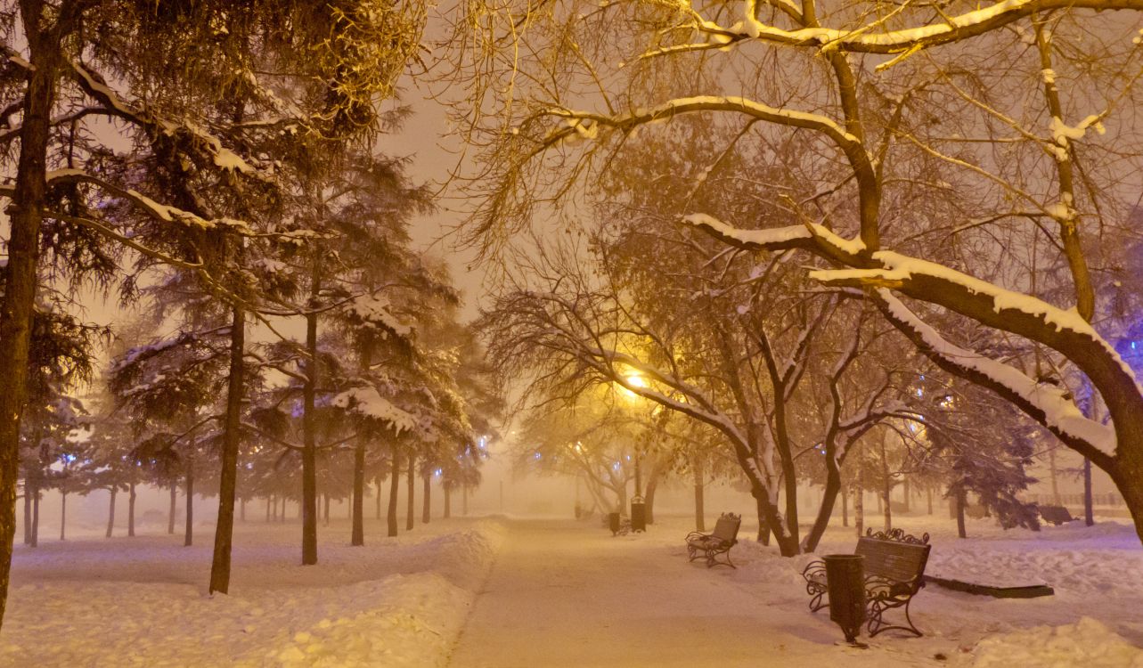 Обои снег, зима, природа, дерево, ветвь в разрешении 3353x1960