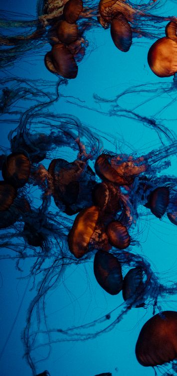 Обои визуальное искусство, натюрморт, арт, жизнь, Медуза в разрешении 1421x3000