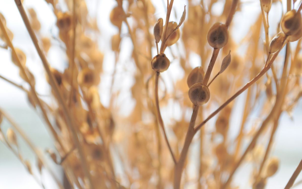 Обои стебель растения, прут, ветвь, дерево, семейство травы в разрешении 2560x1600