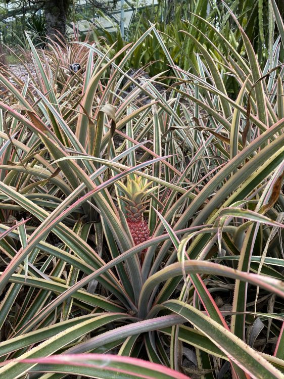 Обои Флора, стебель растения, растительность, кустарник, трава в разрешении 1536x2048