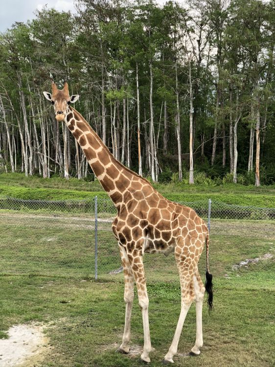 Обои Жираф, наземные животные, биология, наука, жирафовые в разрешении 1536x2048