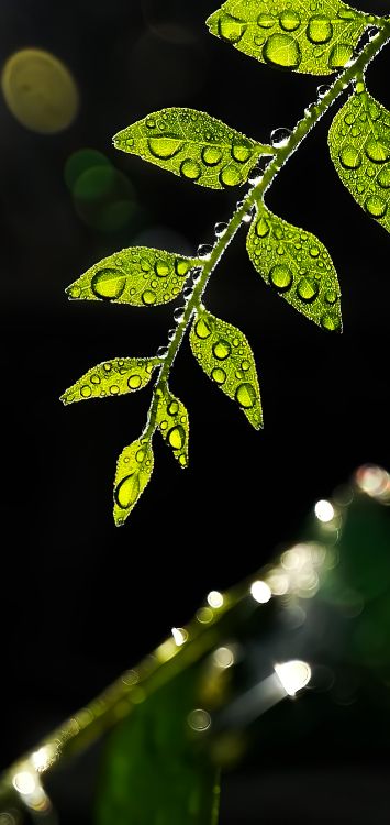 Обои лист, стебель растения, прут, растение, наземное растение в разрешении 1422x3000