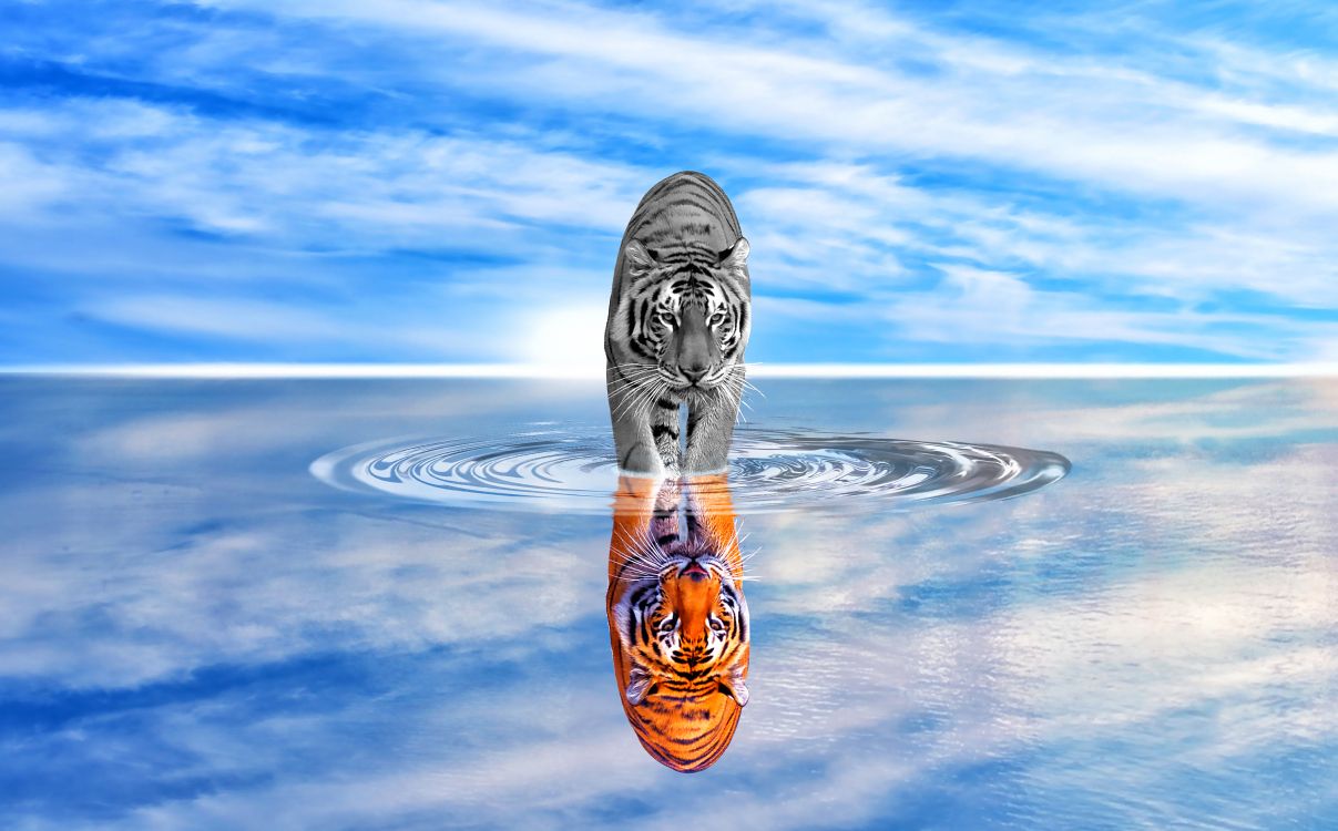 Обои тигр, вода, отражение, атмосфера, спокойный в разрешении 13903x8633