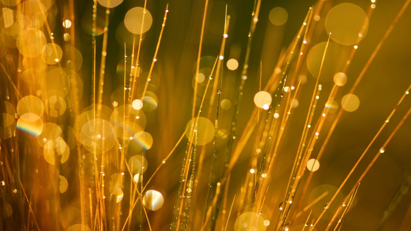 Обои боке, желтый, свет, вода, освещение в разрешении 2560x1440