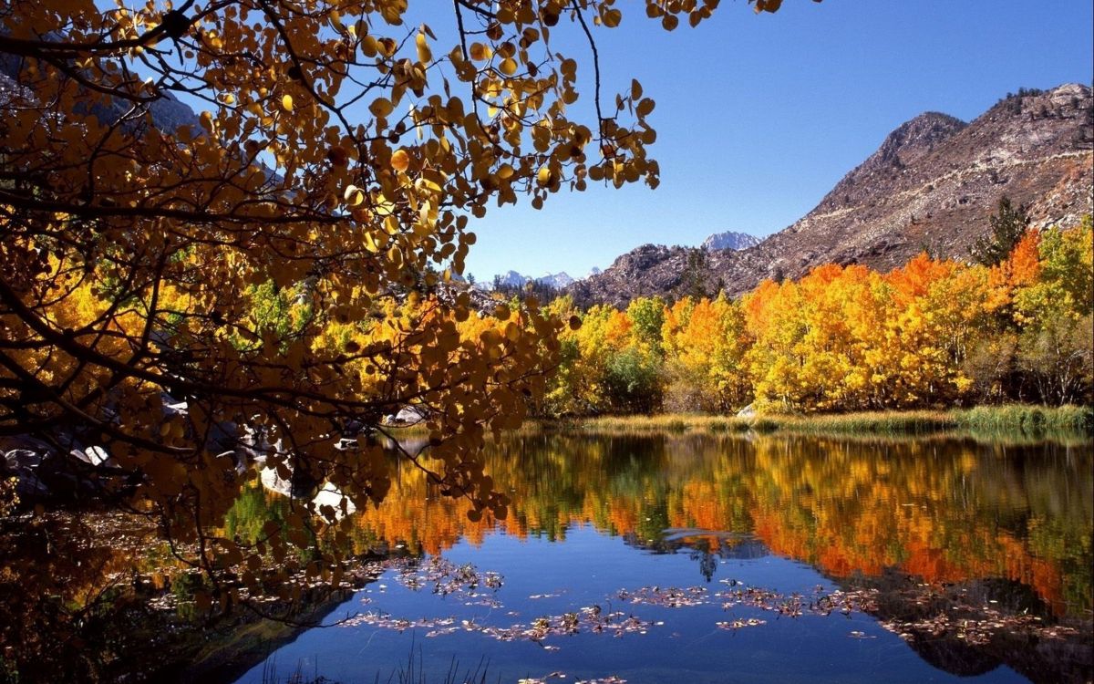 Обои осень, отражение, природа, лист, вода в разрешении 2560x1600