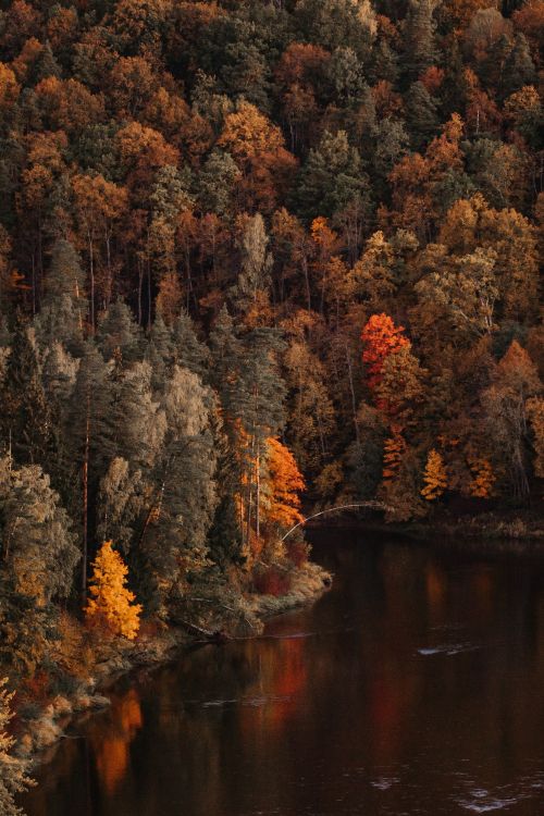 Обои дерево, отражение, природа, лист, осень в разрешении 3004x4501