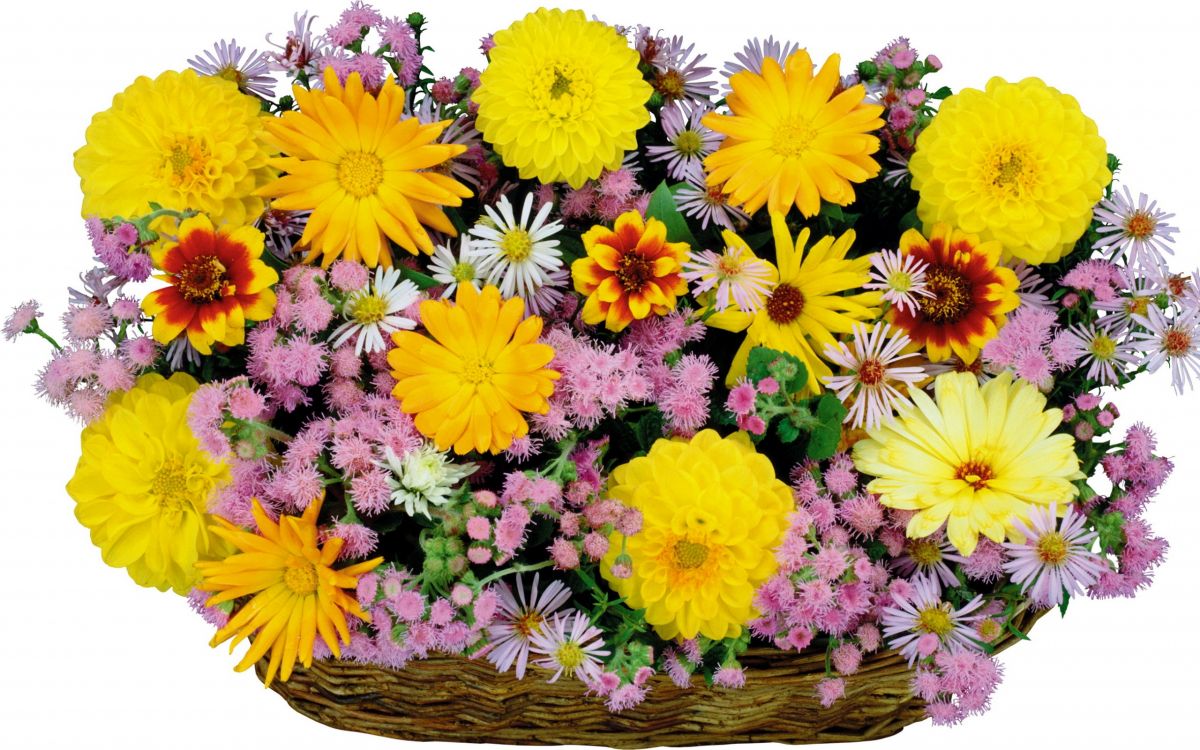 Обои корзина, цветочный букет, цветочный дизайн, флористика, Роза в разрешении 2560x1600