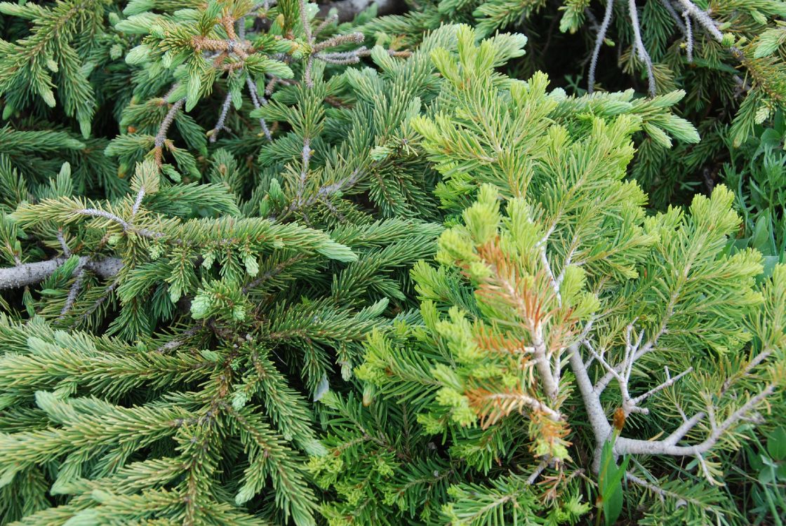 Обои растительность, Хвойные, ель, сосна, пихта в разрешении 3872x2592