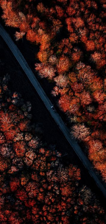 Обои древесина, гончая чёрная берри, быстрый розыгрыш mcgraw, дизер, Медведь Йоги в разрешении 1421x3000