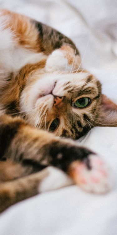 Обои бакенбарды, кот, глаз, кошачьих, кошки малого и среднего размера в разрешении 1500x3000