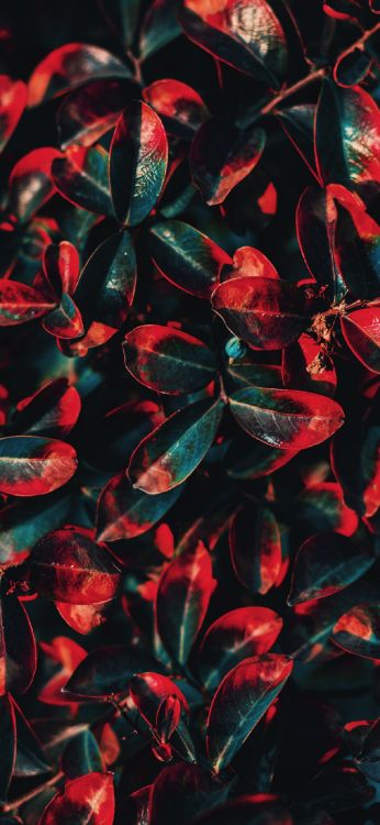Обои Флора, лист, цветной, цветовая схема, красный цвет в разрешении 1200x2600