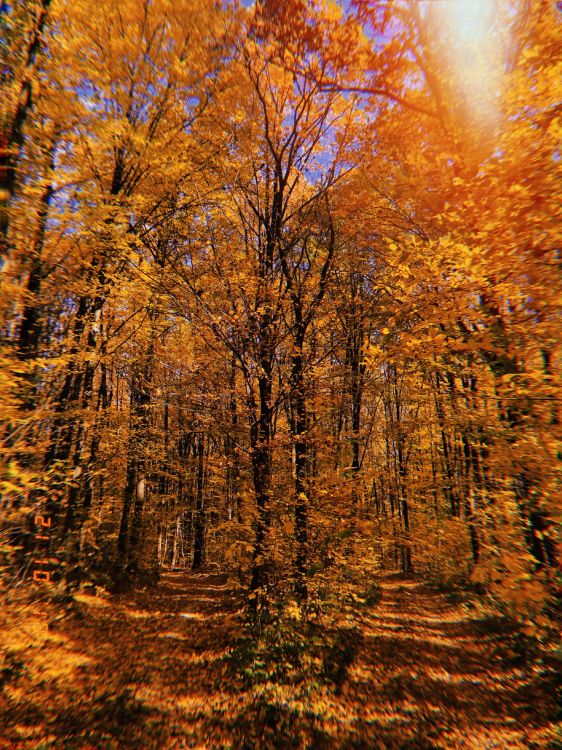 Обои природа, растительность, листопадные, ветвь, окружающая среда в разрешении 3024x4032