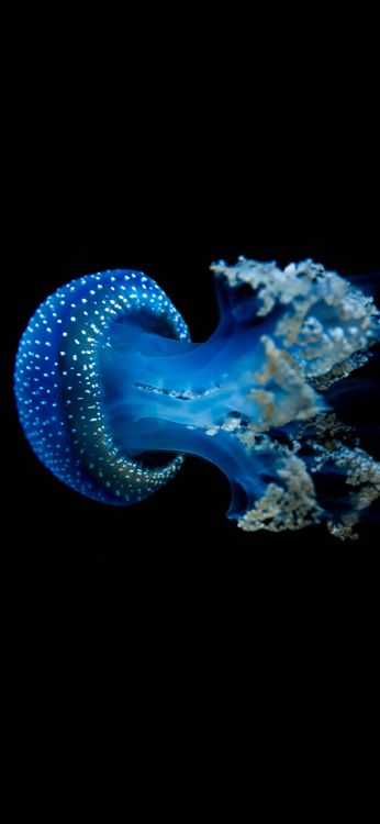Обои Медуза, биолюминесценция, морские беспозвоночные, подземные воды, морская биология в разрешении 1080x2340