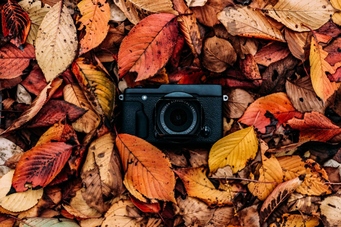 Обои осень, камера, лист, красочность, натюрморт в разрешении 4032x2688