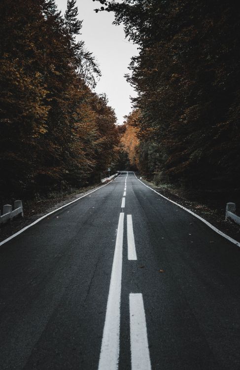 Обои дорога, черный, асфальт, переулок, дерево в разрешении 3769x5799